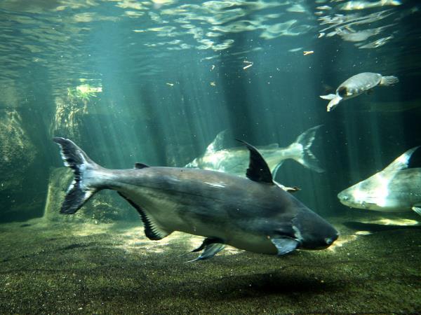 Ribe, ki uničujejo zdravje